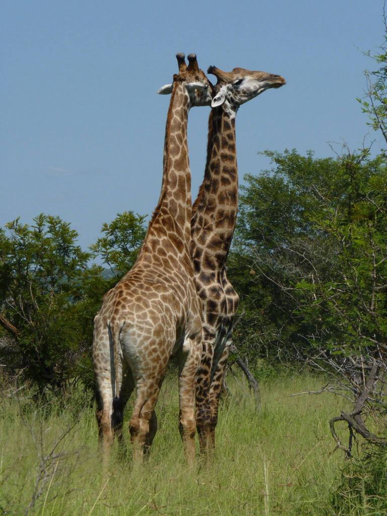 10990886_10153275119089994_4338020091185374041_o