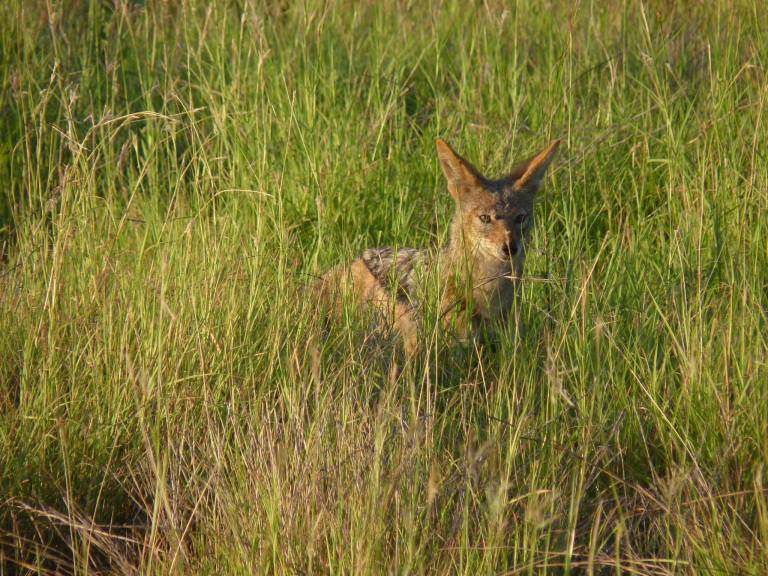 11011193_10153275158024994_4087133818346620451_o